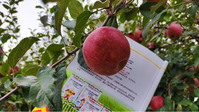 Function and efficacy of medium element water soluble fertilizer-Native chef apple