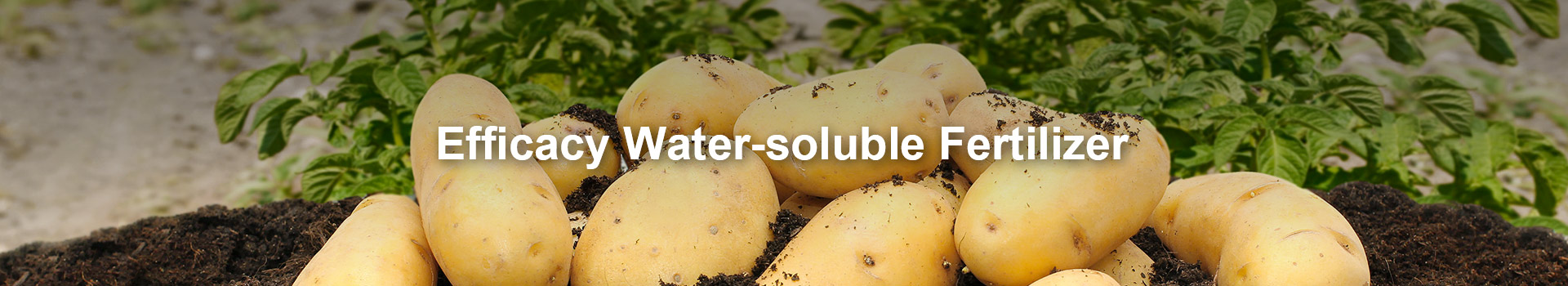 Efficacy Water-soluble Fertilizer