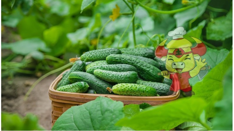 Water-soluble fertilizer-cucumber