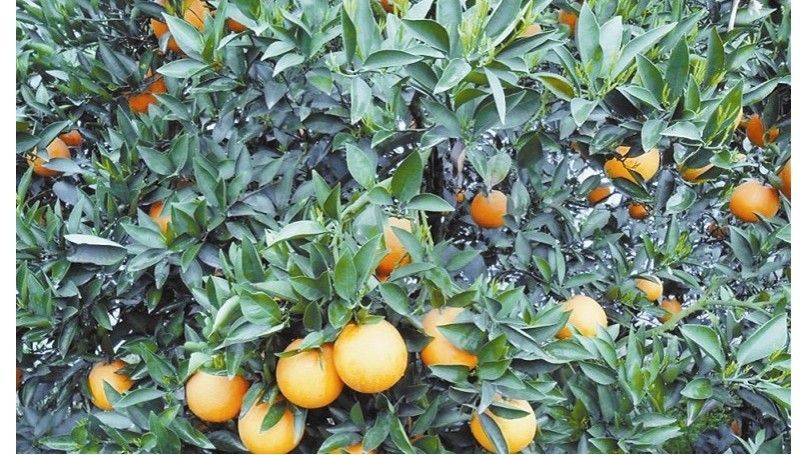 Water-soluble fertilizer-Fire-blind citrus