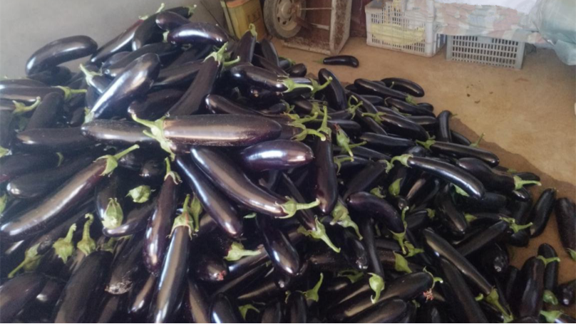 Water-soluble fertilizer-Native chef eggplant