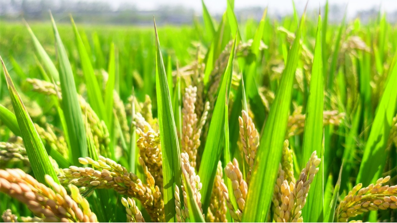 Rice leaf fertilizer