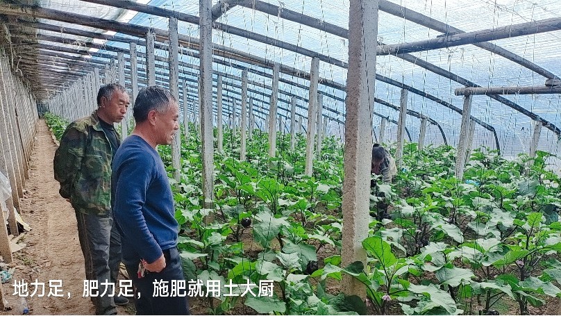 Soil chef effect fertilizer use effect case, invite you to witness!