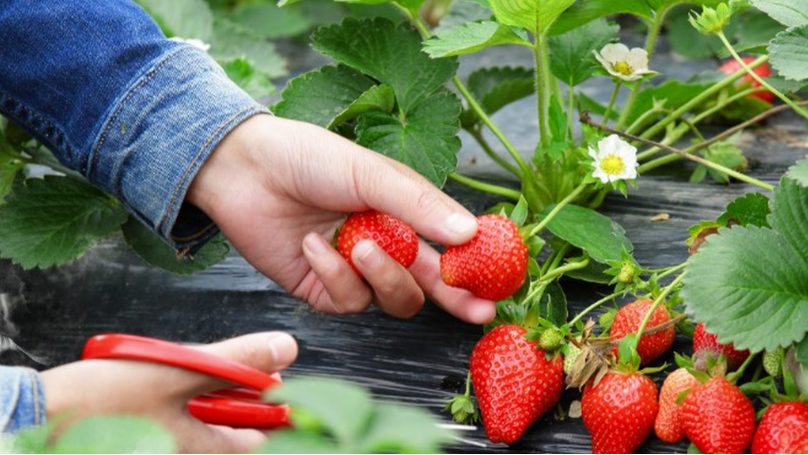 How to use imported water-soluble fertilizer on strawberries? Chef's efficacy fertilizer answers