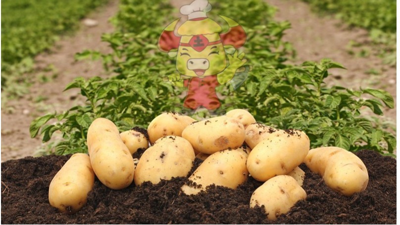 Water-soluble fertilizer-potato