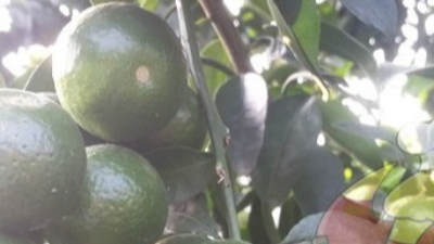 What fertilizer is applied to citrus in winter? Prevention of falling cold in spring