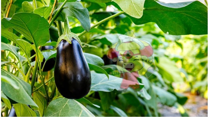 Manufacturer of potassium dihydrogen phosphate-eggplant