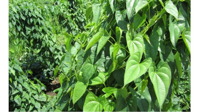 Water-soluble fertilizer-yam