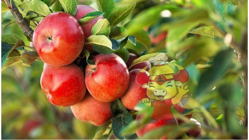 Plant fruit trees-Native chef apple