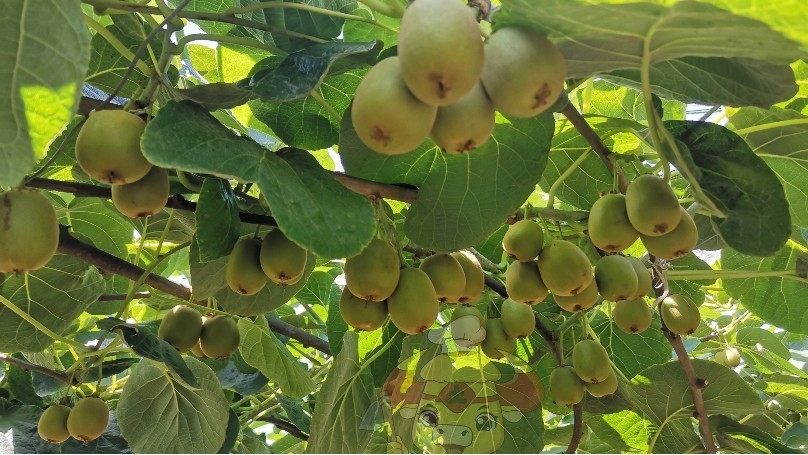 The fruit trees-Native Chef Kiwi