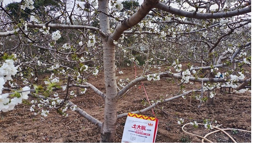 What cherry fertilizer is the biggest and sweetest-Chef Tu