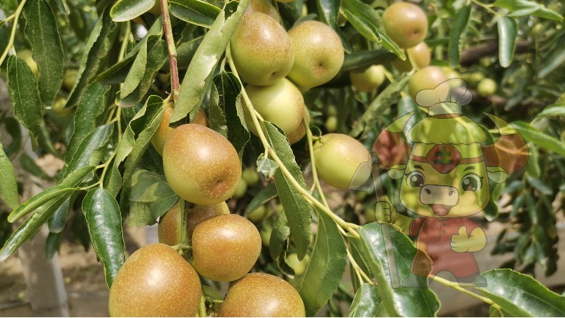 The best time to fertilize jujube trees-Native chef Jujube