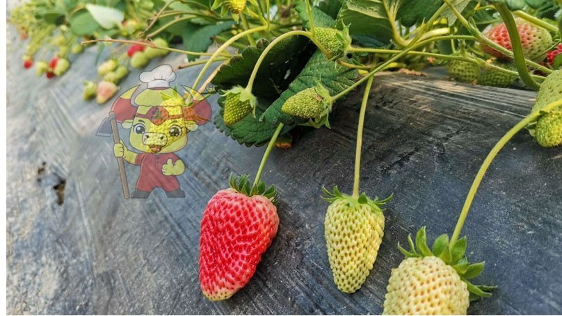 Grow strawberries-Native Chef strawberry