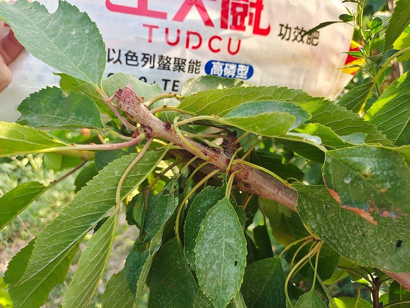 Water-soluble fertilizer-Native Chef Cherry