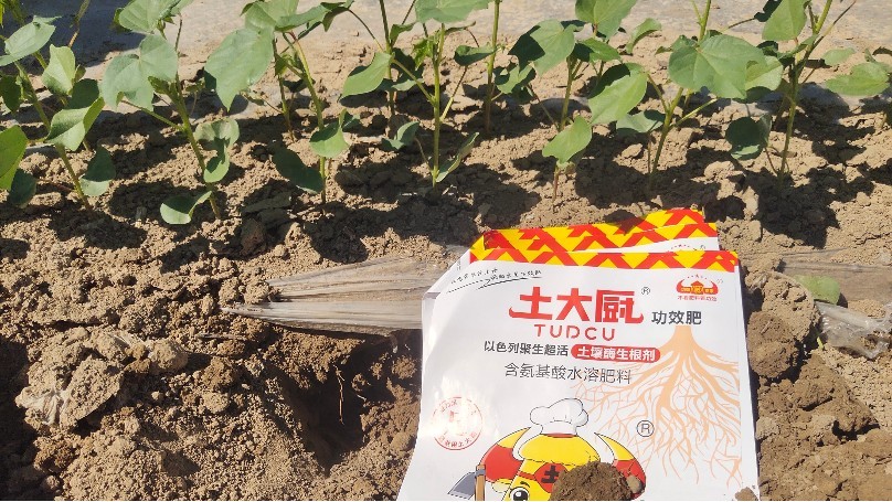 Water-soluble fertilizer-Soil Chef Xinjiang cotton