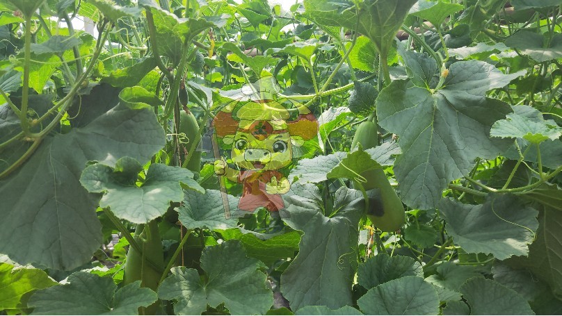 Water-soluble fertilizer-Native Chef Melon