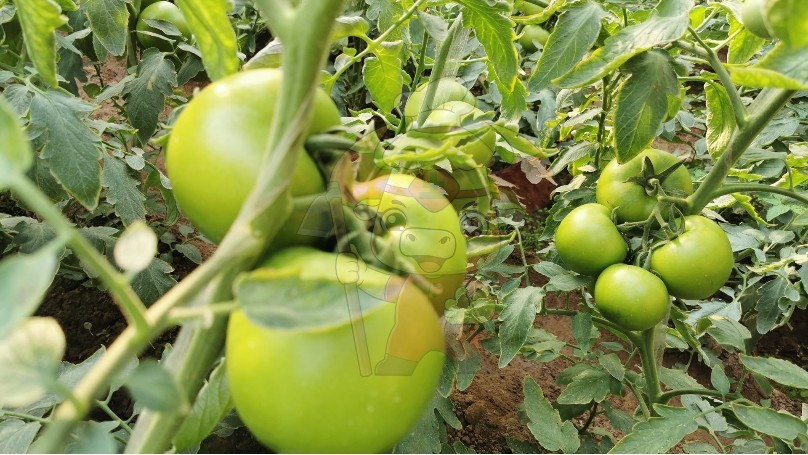 What is the best fertilizer for tomatoes-tomato