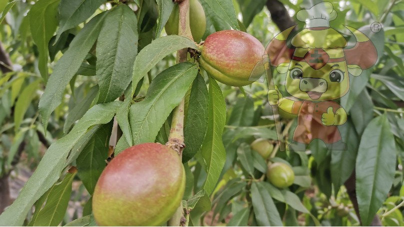 What fertilizer should be applied to peach trees during fruit swelling period?-Tu chef