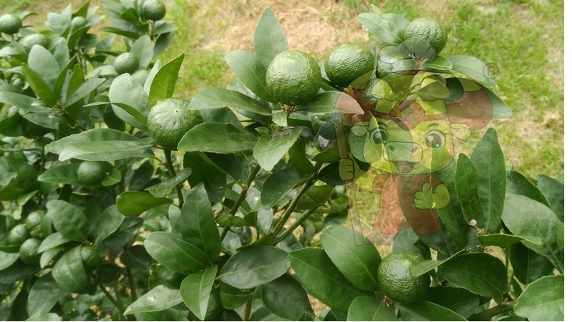 Water soluble fertilizer which good-Native chef citrus