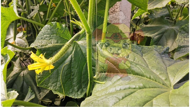 Potassium dihydrogen phosphate foliar fertilizer-Native chef cucumber