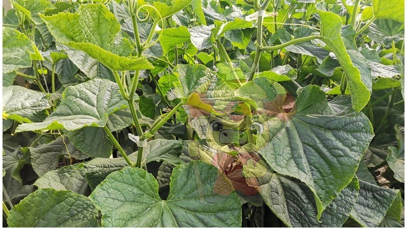 Water-soluble fertilizer-Native chef cucumber