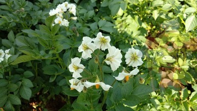 Foliar fertilizer-Native chef potato