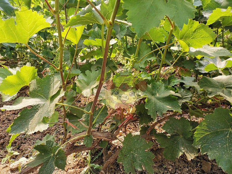 Water soluble fertilizer how long to effect-Native chef grape