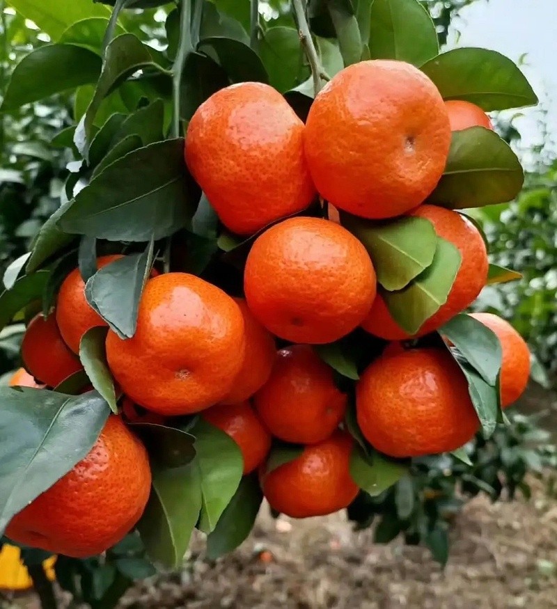 Water-soluble fertilizer-Sugared orange