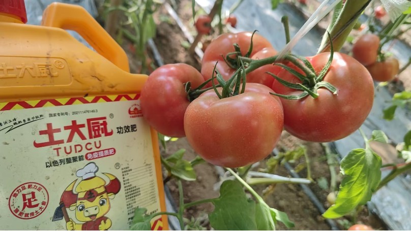 What to fertilize tomatoes after they hang fruit, Uncle Chiang's case