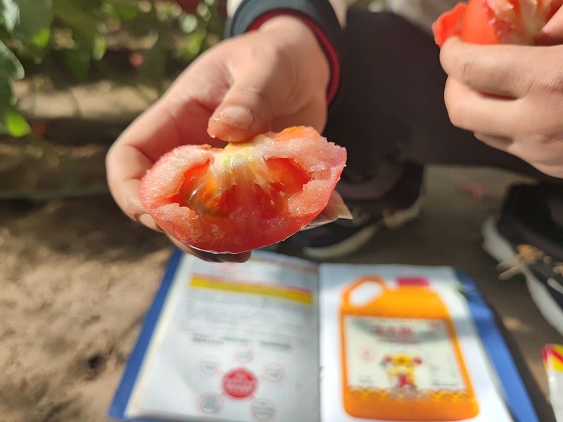 A native cook is fat-Uncle Jiang's tomato shed