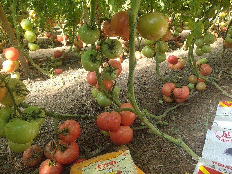 A native cook is fat-Aunt Wang's tomato shed