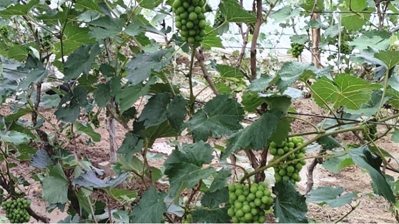 Water soluble fertilizer brand-Native chef grape