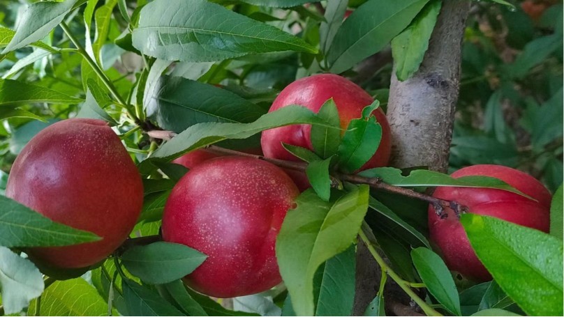 Water soluble fertilizer brand-nectarine