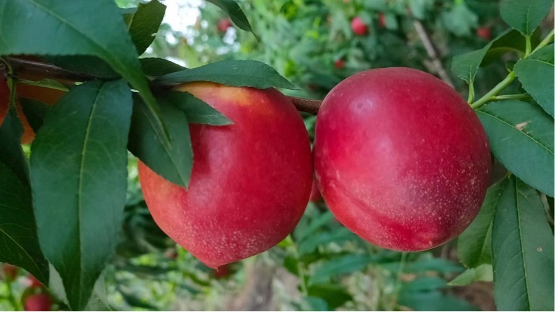 Efficacy and action of potassium dihydrogen phosphate-Native chef nectarine