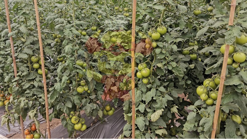 Water soluble fertilizer manufacturers-Native chef tomato